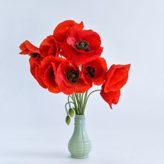 American Legion Poppy in small vase with white background.