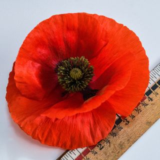American Legion Poppy against ruler on white background.