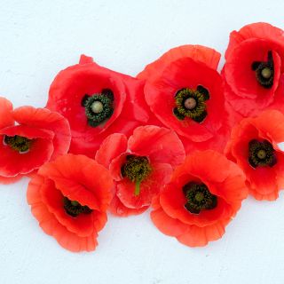Close-up American Legion Poppy on white background.