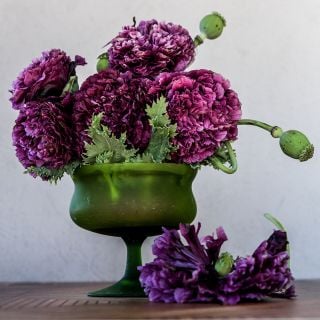 Black Peony Poppy in green stand with white background.
