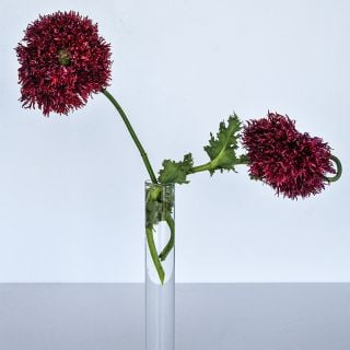 Two Black Swan Poppy stems in clear vase.