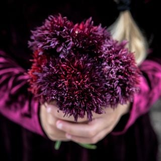 Black Swan Poppy heads being held.