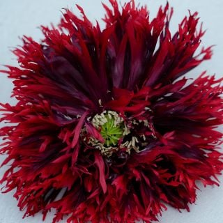 Close-up Black Swan Poppy showing deep red shades on light blue background.