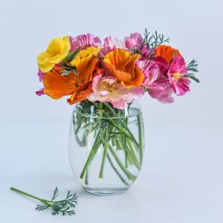 Jelly Beans Mix California Poppy in a clear vase.