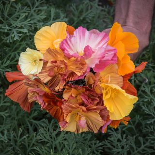 A mixture of blooms from Jelly Beans Mix California Poppy fresh from the garden.