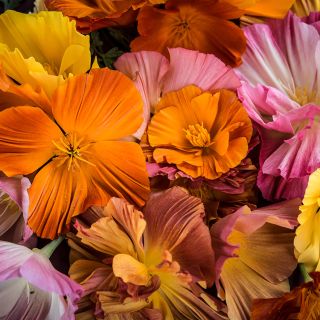 Close-up of a mixture of blooms from Jelly Beans Mix California Poppy.