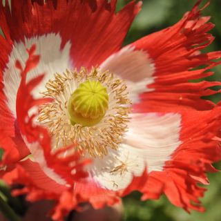 Extremely detailed close-up Danish Flag Poppy in garden.