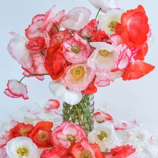 Falling In Love Poppy bouquet in clear vase with light background.