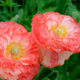 Falling in love Poppy growing in garden.