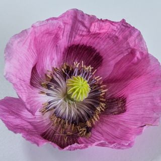 Single Florist Pepperbox Poppy on white background.
