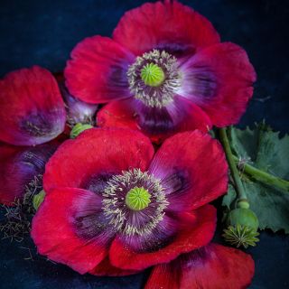 Florist Pepperbox blooms on dark background.