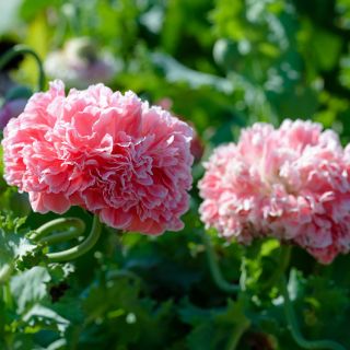 Frosted Salmon Poppy growing in gardens.