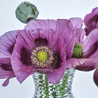 Hungarian Breadseed Poppy in vase with white background.