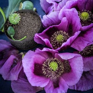 Close-up Hungarian Breadseed Poppy
