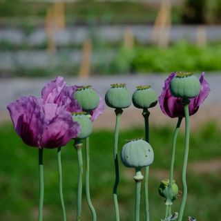 Hungarian Breadseed Poppy growing in garden.