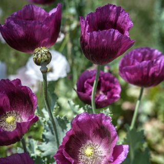 Lauren's Grape Poppy flowers growing in garden.