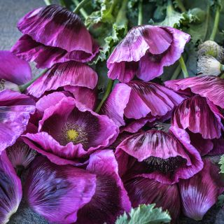 Lauren's Grape Poppy flowers arranged on table.