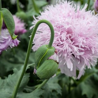 Lilac Pompom growing in garden with foliage and bud.
