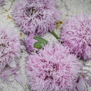 Lilac Pompom blooms on light marbled background.