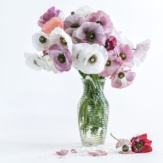 Mother of Pearl Poppy's in clear vase against white background.