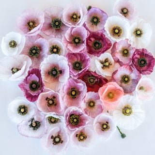 Mother of Pearl Poppy blooms arranged on white background.