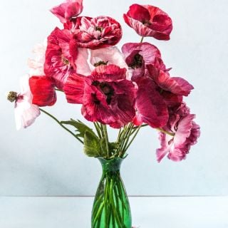 Pandora Poppy arrangement in green vase against light colored background.