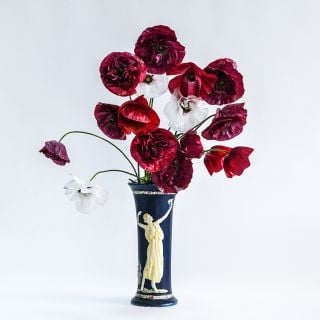 Pandora Poppy in Greece era vase with white background.