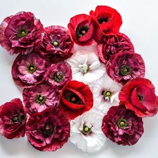 Pandora Poppy on white background.