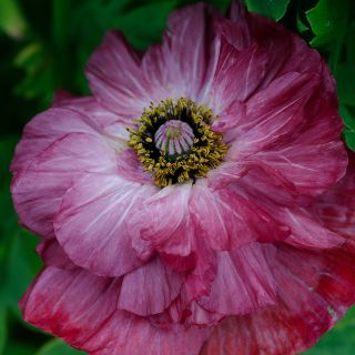 Close-up Pandora Poppy growing in garden.
