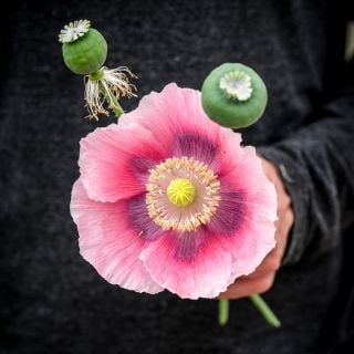 Giant Rattle Breadseed Poppy with pods being held.