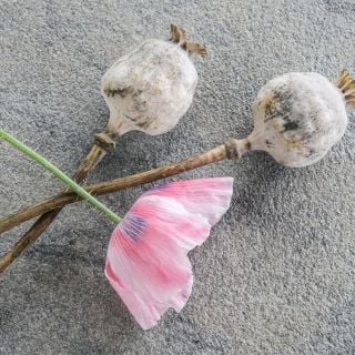 Giant Rattle Breadseed Poppy pods dried.