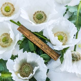 Close-up Sissinghurst White blower blooms with ruler and foliage on white background.