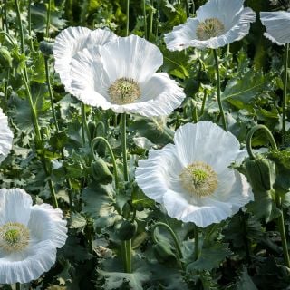Sissinghurst White Poppy growing in garden.