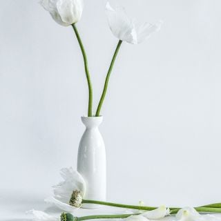 Elegant white vase containing two Sissinghurst White Peony stems against white background.