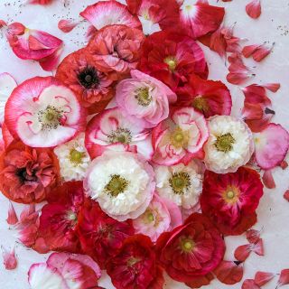 Supreme Poppy arrangement against white background.