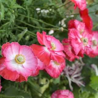 Supreme Poppy growing in gardens.