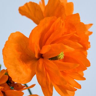 Close-up view of Tangerine Poppy.