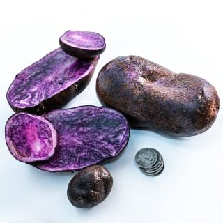 Full grown and seed Bora Valley Potatoes with a stack of pennies on a white background.