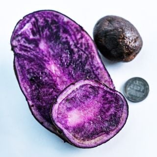 A close-up of a cut full sized Bora Valley Potato with mini seed potato for comparison with a penny.