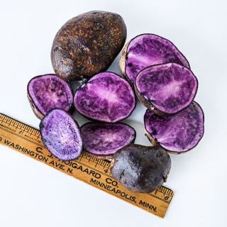 Cut and whole Bora Valley Mini Potatoes with a ruler on a white background.