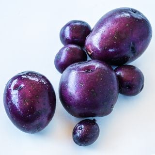 Mature whole Huckleberry Gold Potatoes grown from Micro Tubers on a white background.