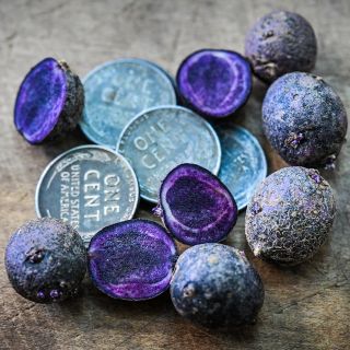 Cut and whole Purple Majesty Potato Micro Tubers with a pile of tin pennies on a wooden background.