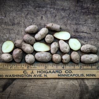 Cut and whole Russet Burbank Potato MIcro Tubers on wood with a wooden ruler.