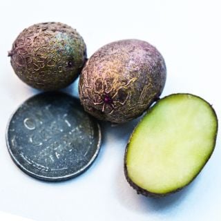 A trio of Sangre Potato Micro Tubers with a penny with a macro close-up view on white.