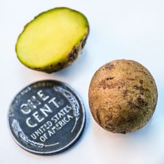 Close-up of two Yukon Gold Micro Tuber Potatoes whole and sliced next to a penny.whole and sliced next to a penny.