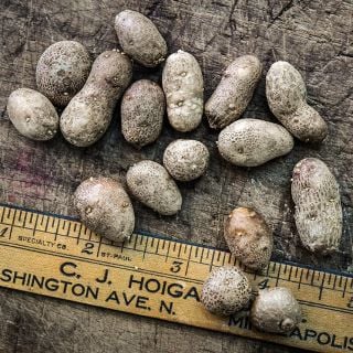 A bunch of Russet Burbank Potato Micro Tubers arranged on wood with a wooden ruler.