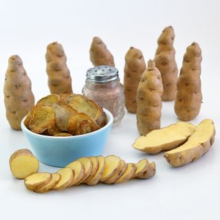 Cut and whole Ozette Fingerling Potatoes with a blue bowl full of chips with a vintage salt shaker on white.
