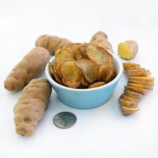 Sliced, whole, raw and cooked Ozette Fingerling Potatoes with an Idaho quarter on a white background.