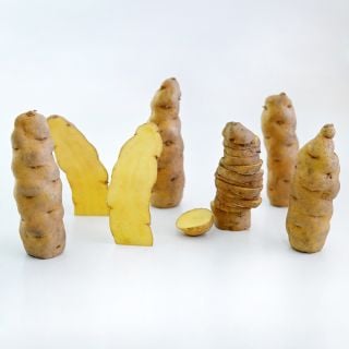 Cut and whole Ozette Fingerling Potatoes standing upright on a white background.