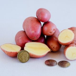 Mature French Fingerling Potatoes on a light background.